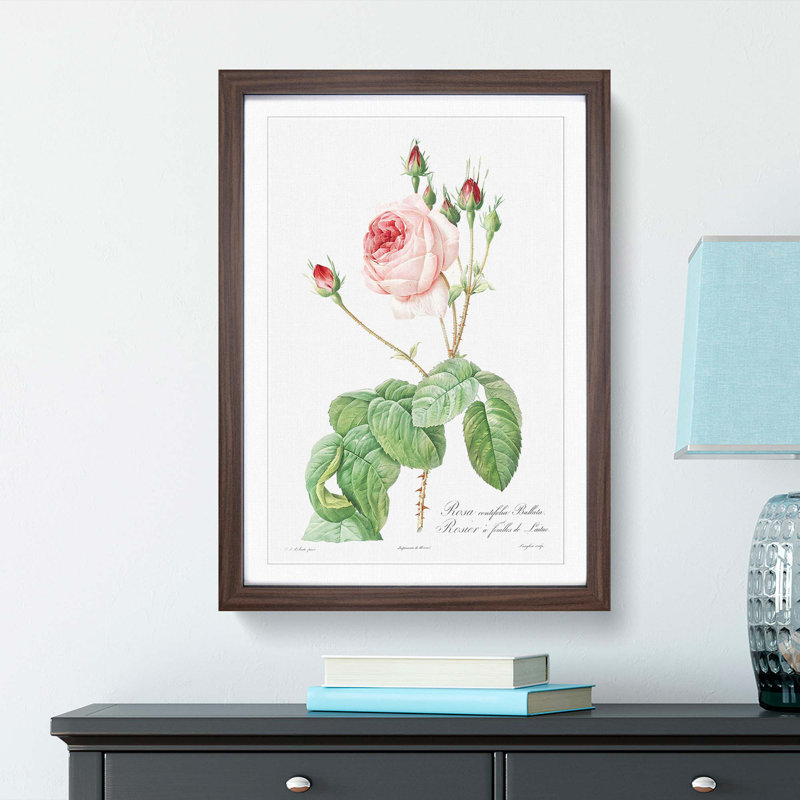 Pink Cabbage Rose by Pierre-Joseph Redoute - Picture Frame Painting Print, 36cm H x 27cm W x 2cm D, Walnut Framed