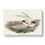 Black-Billed Terns by Elizabeth Gould - Wrapped Canvas-55371603