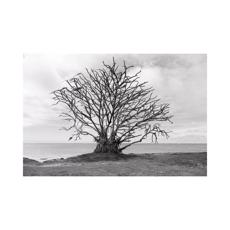 Barron Tree by Sean Davey - Wrapped Canvas Gallery-Wrapped Canvas Giclée, 20.32 cm H x 30.48 cm W