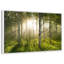 Birch Forest Sunlight-1269280479-1269280478