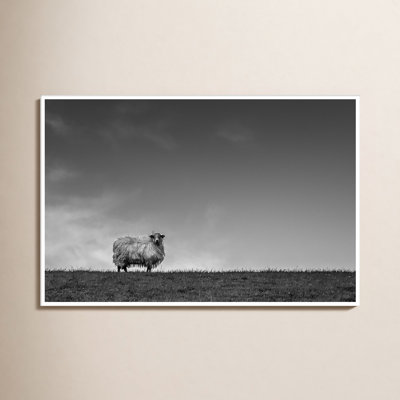 Solo Sheep - Photographie avec cadre photo