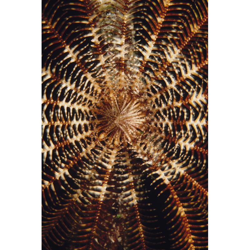 Swirl Solomon Islands by Beverly Factor - Graphic Art, 46 cm H x 30 cm W, Wrapped Canvas
