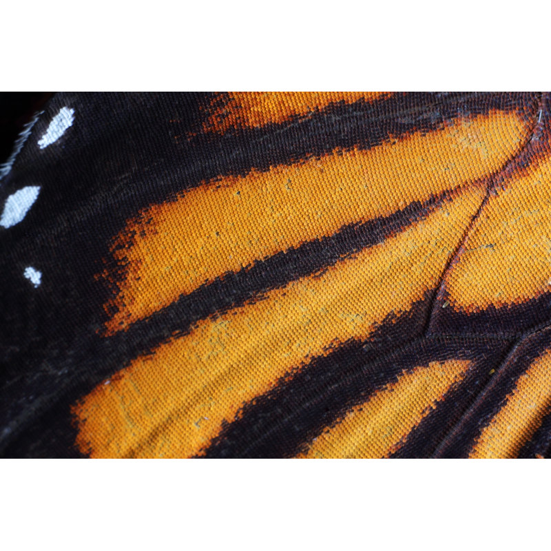 «Steeve Macro Of Butterfly Wing» sur toile, H 12 po x l 18 po