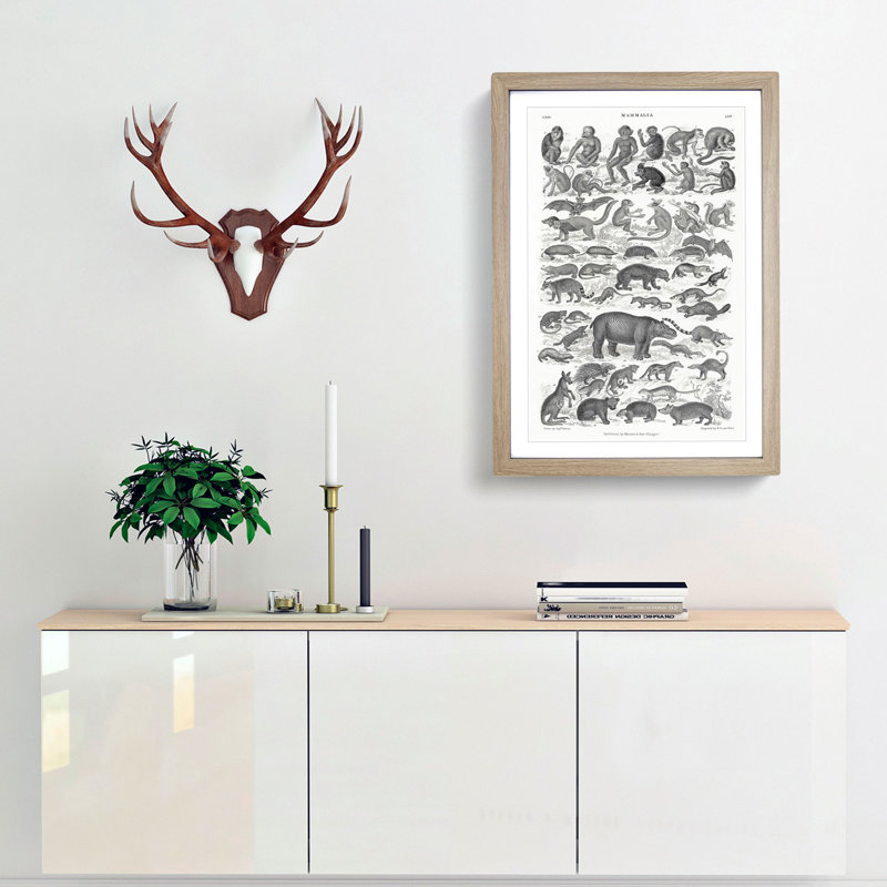 Study of Mammals LII by Oliver Goldsmith - Framed Print, 36cm H x 27cm W x 2cm D, Oak Framed