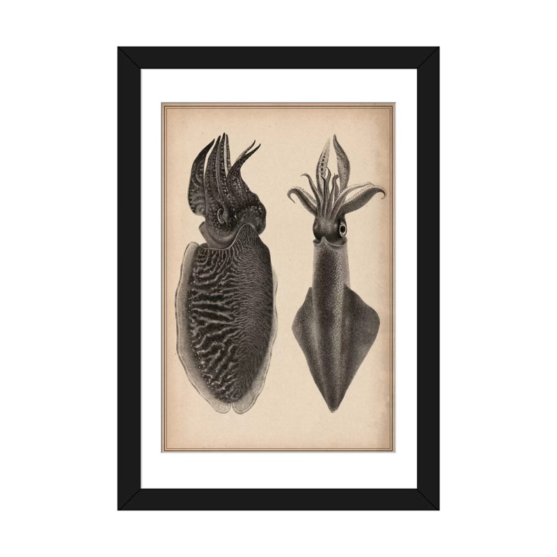 « animal octopus squid scientific », impression sur toile, Papier beaux-arts encadré noir, Blanc, H 32 po x l 24 po x P 1 po