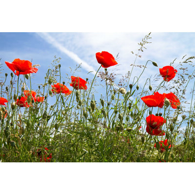 " Blooming Poppy Field " by Haraldbiebel