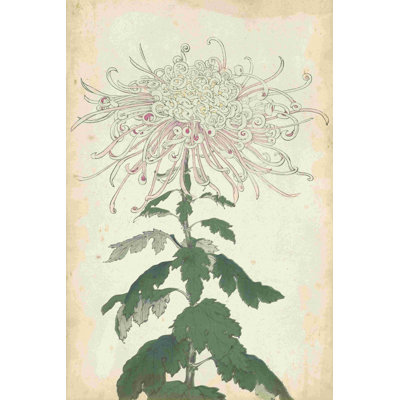 Elegant Chrysanthemums IV
