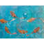 Koi Pond Print by John Beard-1829200723-1829200726