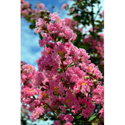 " Orchid Crepe Myrtle Blossoms " by Jonnieengland