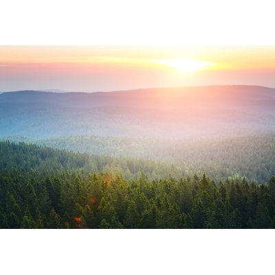 Pine Forest At Sunrise by Borchee - Wrapped Canvas Print