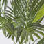 Areca Palm Tree in Pot-514756378