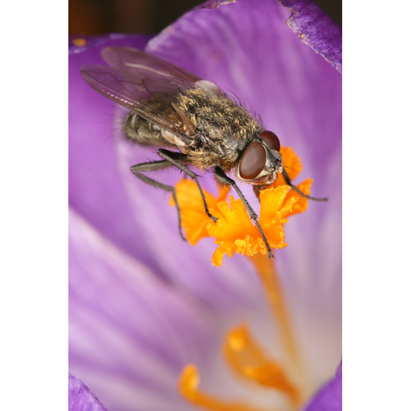 Retzlaff Fly - Wrapped Canvas Print, 91cm H x 61cm W x 3.8cm D