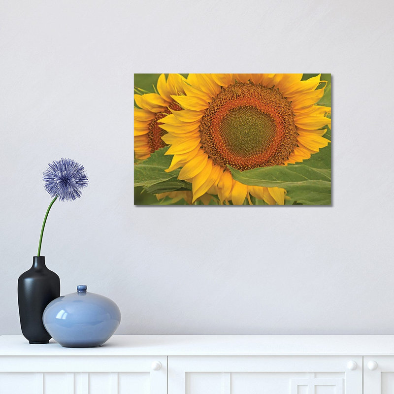 Sunflower Close-Up by Brian Wolf - Wrapped Canvas Print, 30.48 cm H x 45.72 cm W
