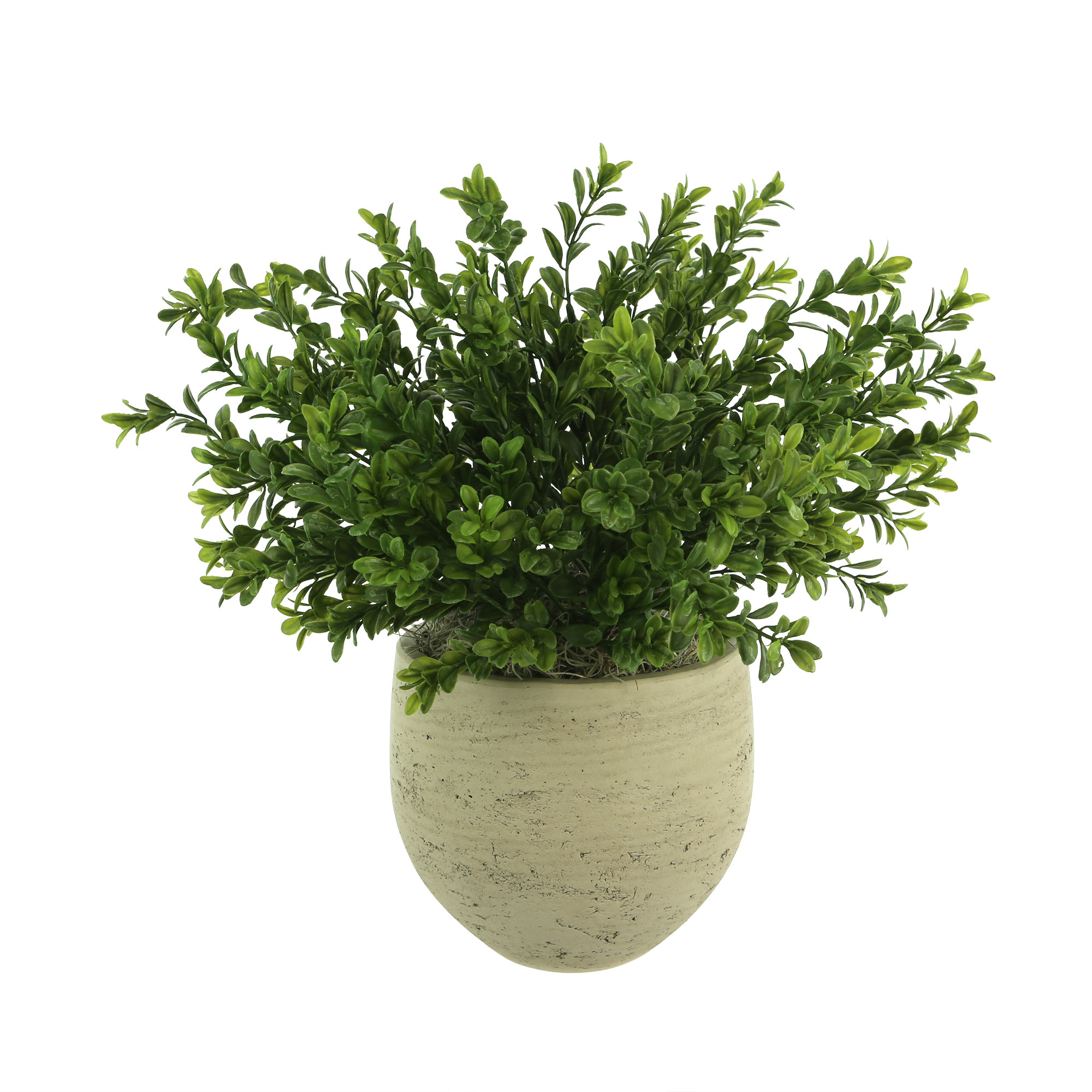 Primrue Outdoor UV Rated Boxwood in Fiberstone Pot | Wayfair