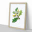 English Oak Tree Illustration - Picture Frame Painting Print-55539652-55539657