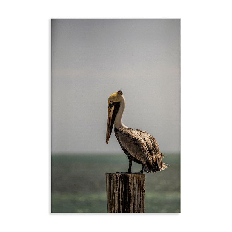 «Nautical Landscape Pelican Canvas» par Aaron Matheson, H 24 po x l 16 po