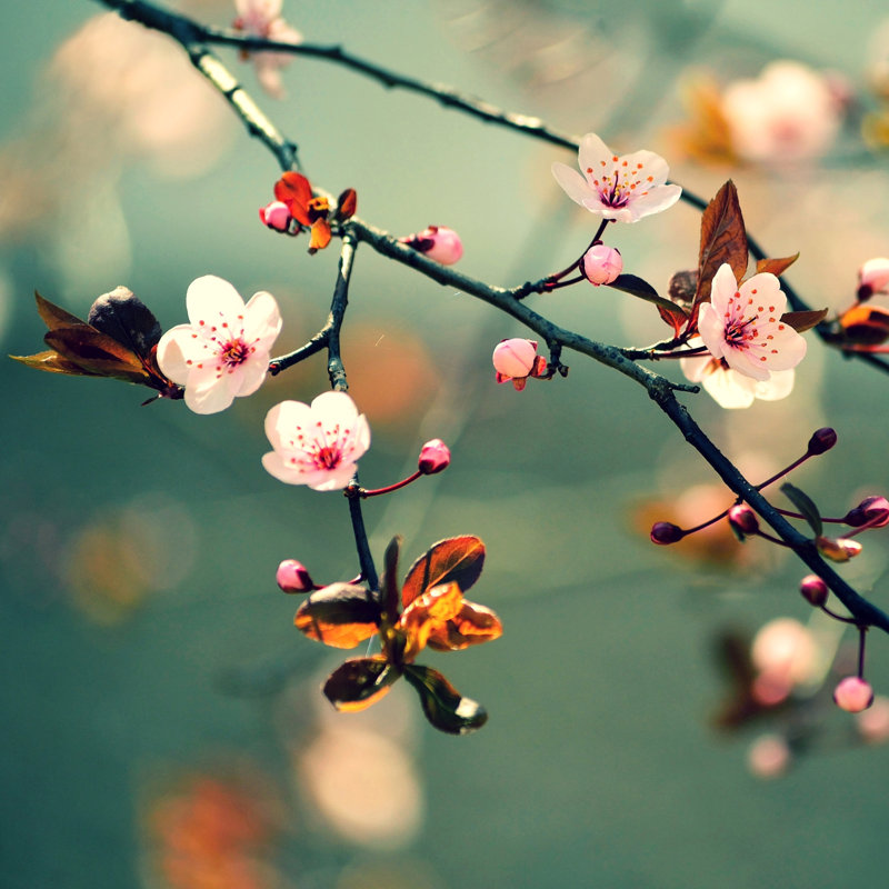 Beautiful Flowering Japanese Cherry Sakura by Montypeter - Wrapped Canvas Print, 30.48cm H x 30.48cm W