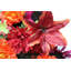 Douille mélangée 36 fleurs-1073783309