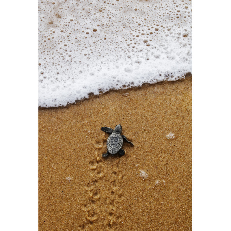 Young Sea Turtle Crawls - Wrapped Canvas Print, 46cm H x 30cm W
