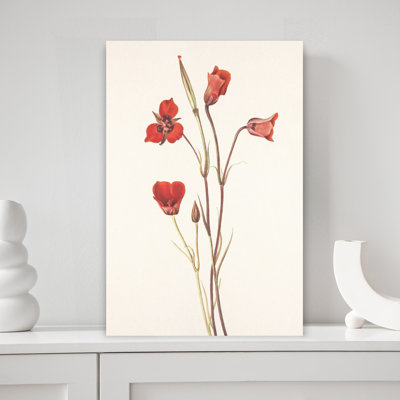 «Scarlet Mariposa From North American Wildflowers» par Mary Vaux Walcott, art mural contemporain