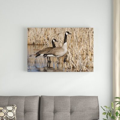 " Canada Goose Pair "