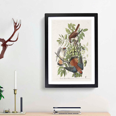 American Sparrow Hawks by John Audubon - Framed Print