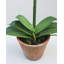 Faux Orchid in Terracotta Pot 19"