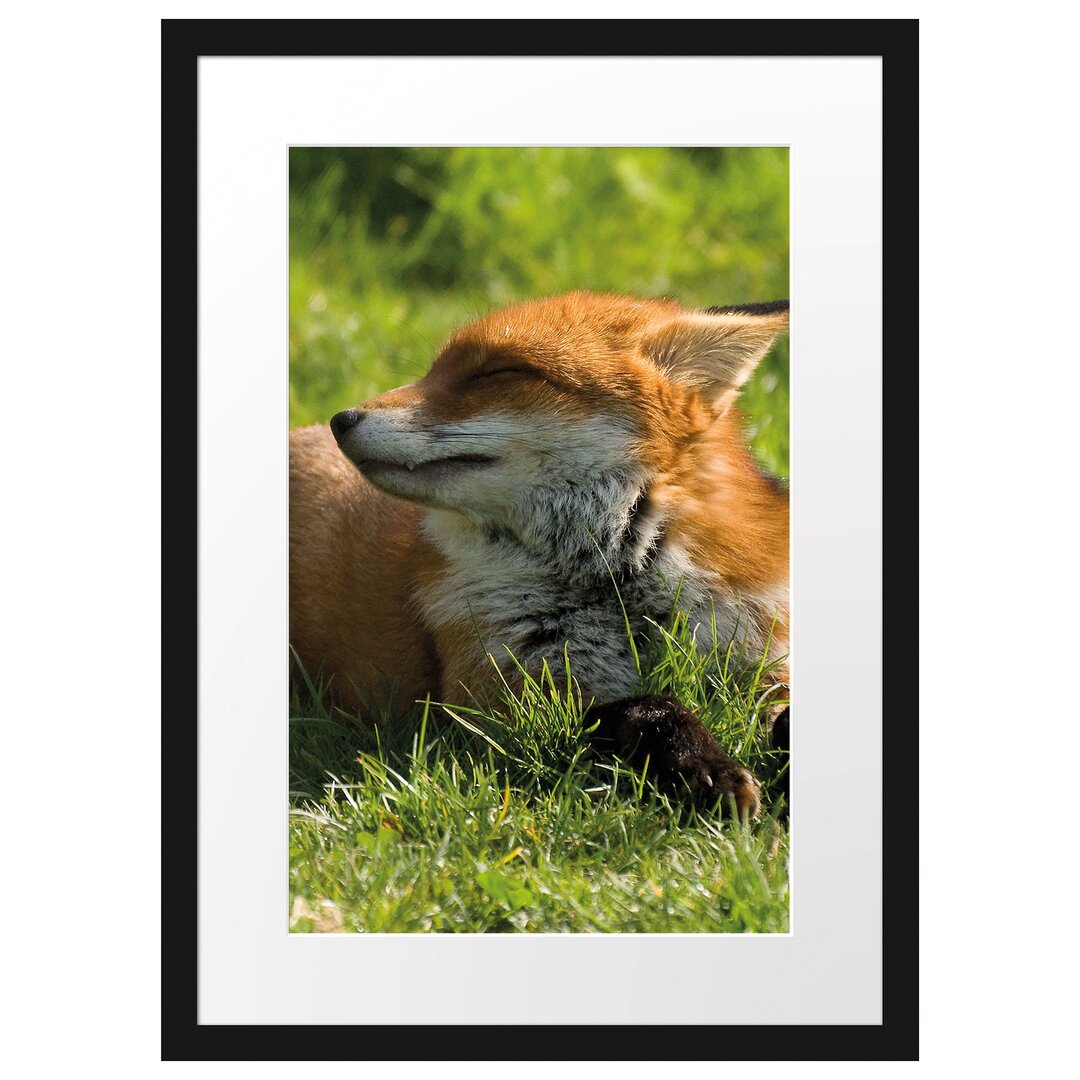 Gerahmtes Poster Fuchs im Gras