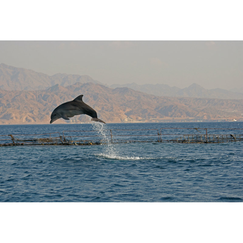 Dolphin Jump by Erezb - Wrapped Canvas Print, 30cm H x 46cm W