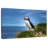 Crowle Latrabjarg Puffin Bird