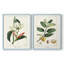 Reproduction encadrée Turpin Tropical Botanicals IX-Premium - prête à être accrochée-1325991305-1325991411