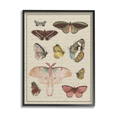 «Vintage Moth and Butterfly Wing Study Over Script», estampe numérique encadrée par Daphne Polselli