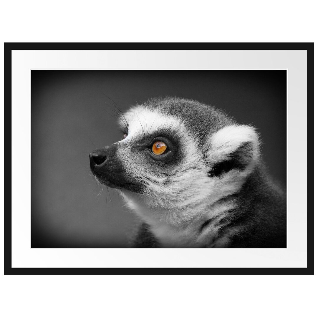 Wunderschöner, wacher Ringelschwanzlemur Gerahmtes Kunstdruck Poster