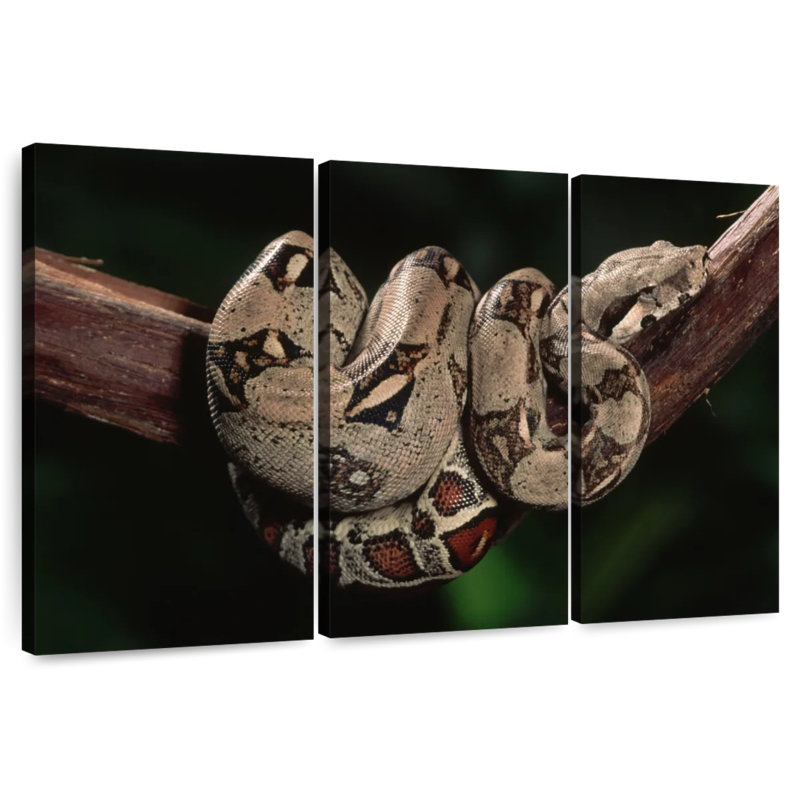 Boa Constrictor, 24" H x 38" W