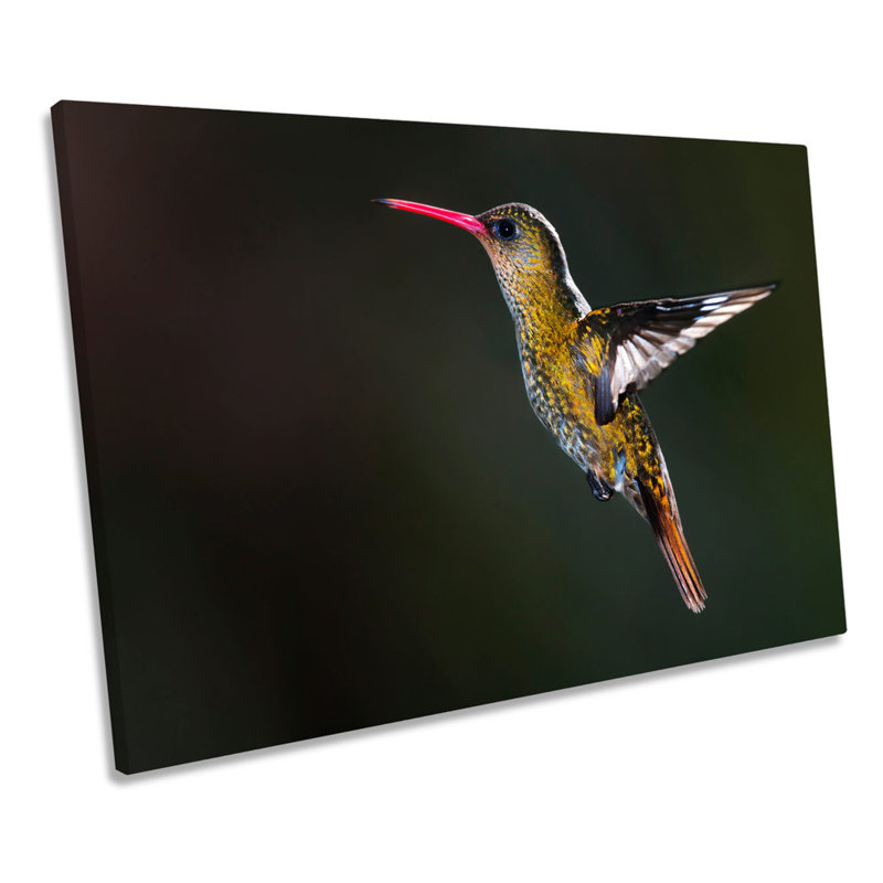 Humming Bird Wildlife - Wrapped Canvas Print, 40.6cm H x 61cm W x 2cm D