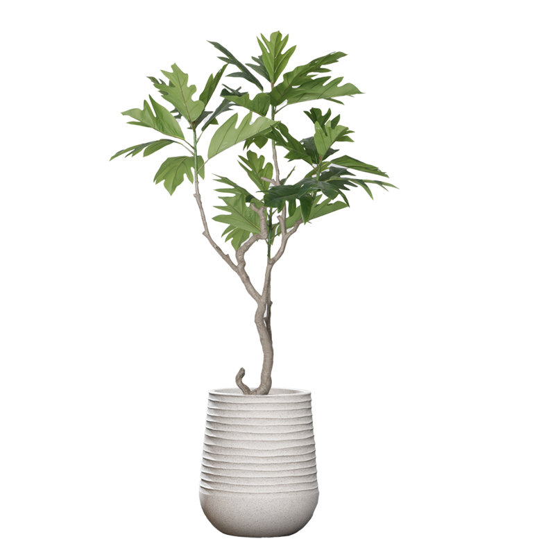 Figuier 79,78 po, Blanc