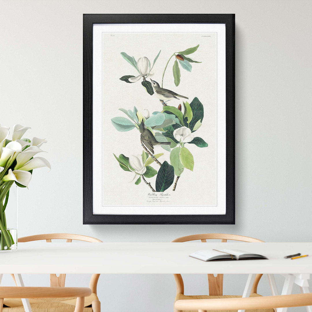 Warbling Flycatcher Birds by John Audubon - Framed Print