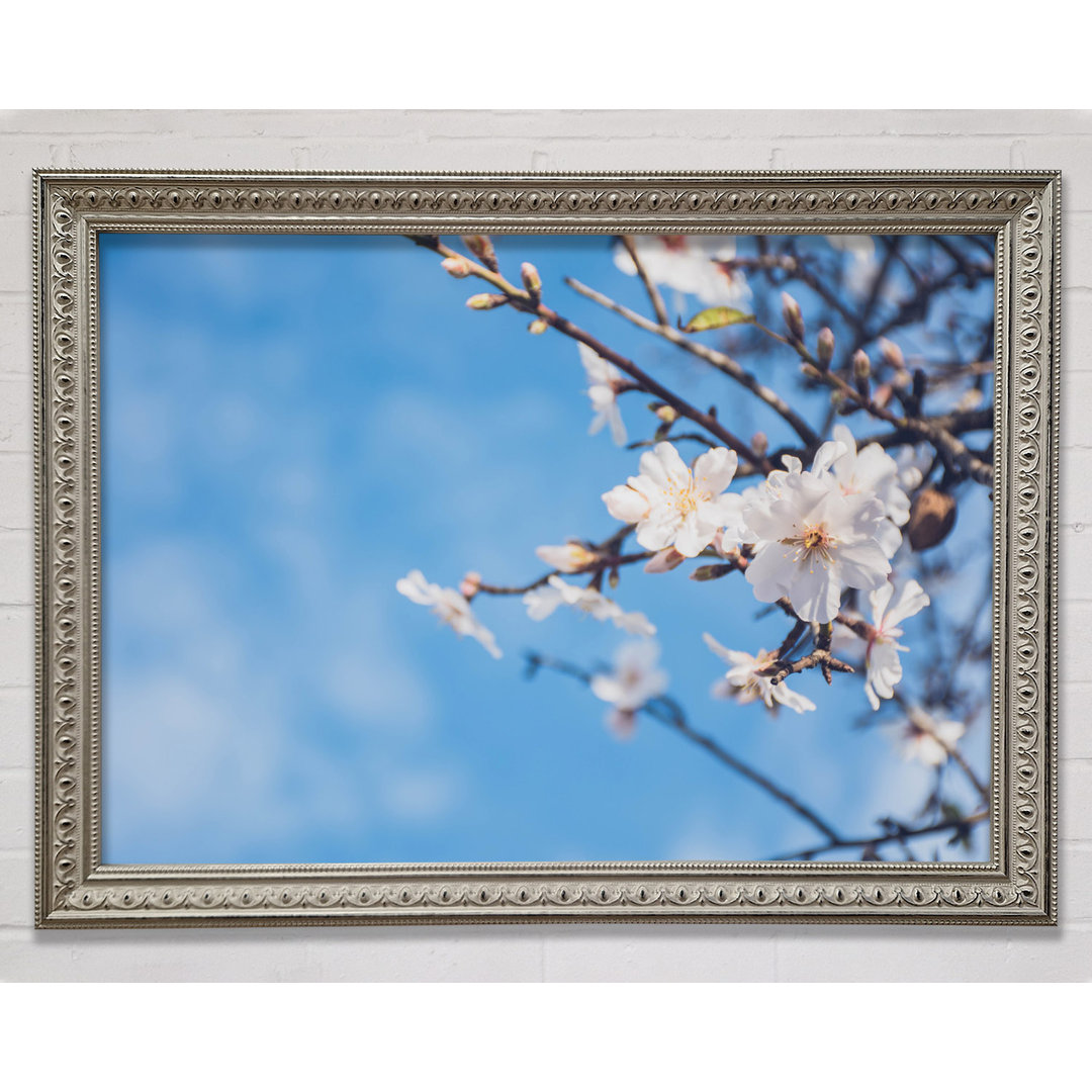 Silver Blossom Flowers Off A Branch - Einzelner Bilderrahmen Kunstdrucke