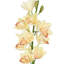 Tiges d'orchidées-233168828
