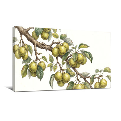 Plantes et fleurs - Branche de poirier avec fruits et feuilles