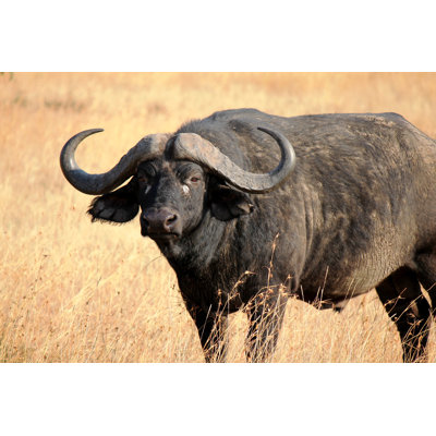 «African Cape Buffalo» par Nieuwenkampr - photographie sur toile tendue