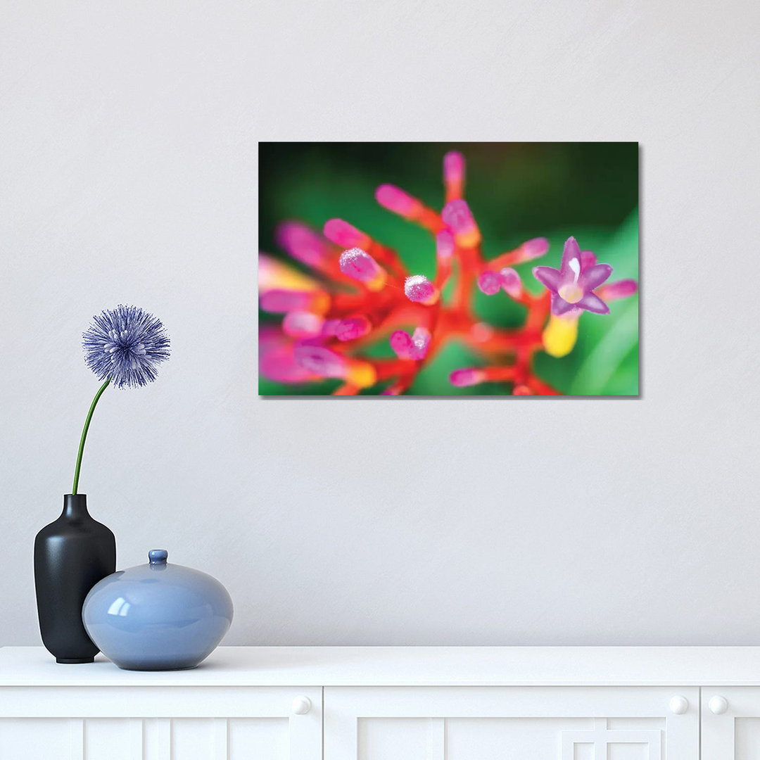 Close Up Of Pink Flower by Glauco Meneghelli - Wrapped Canvas Print