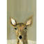 «Bonjour Cerf», reproduction sur toile tendue-27175400
