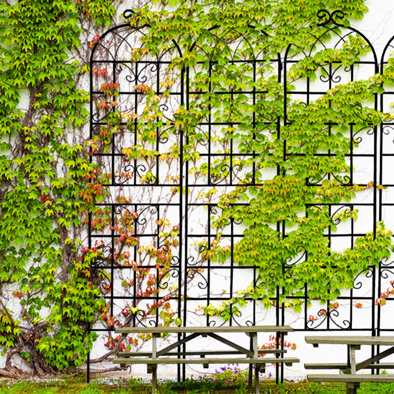 Doranna 86.7'' H x 40'' W Metal Arched Trellis