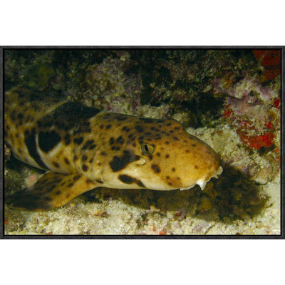 " Epaulette Shark Portrait Underwater "