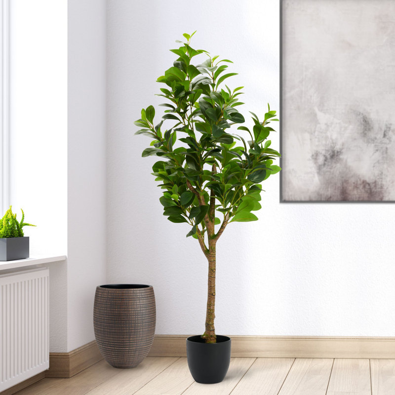Arlena 51" Lifelike Peperomia Faux Tree with Rounded Leaves and Black Base