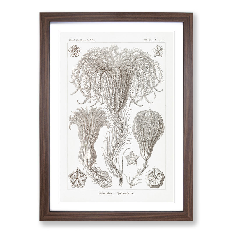 Crinoids by Ernst Haeckel - Picture Frame Graphic Art, 48cm H x 36cm W x 2cm D, Walnut Framed
