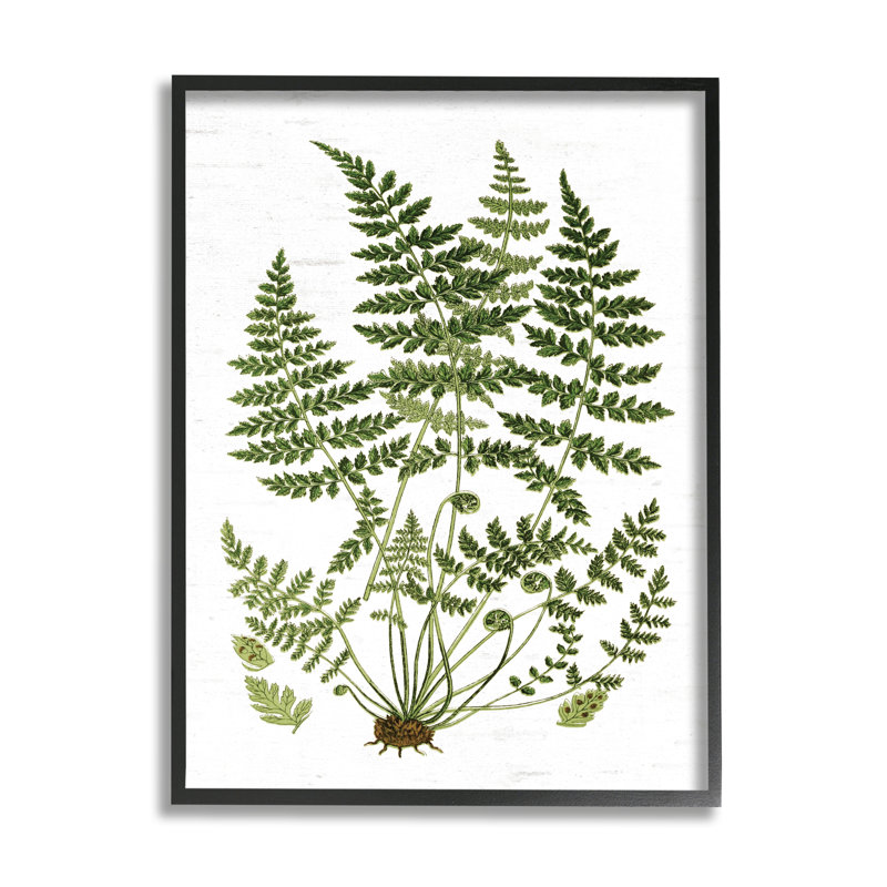 Plantes forestières, H 30 po x l 24 po, Giclée encadrée noir minuit