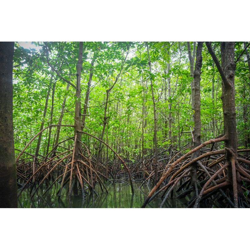 Mangrove en Thaïlande, L 30 po x H 20 po