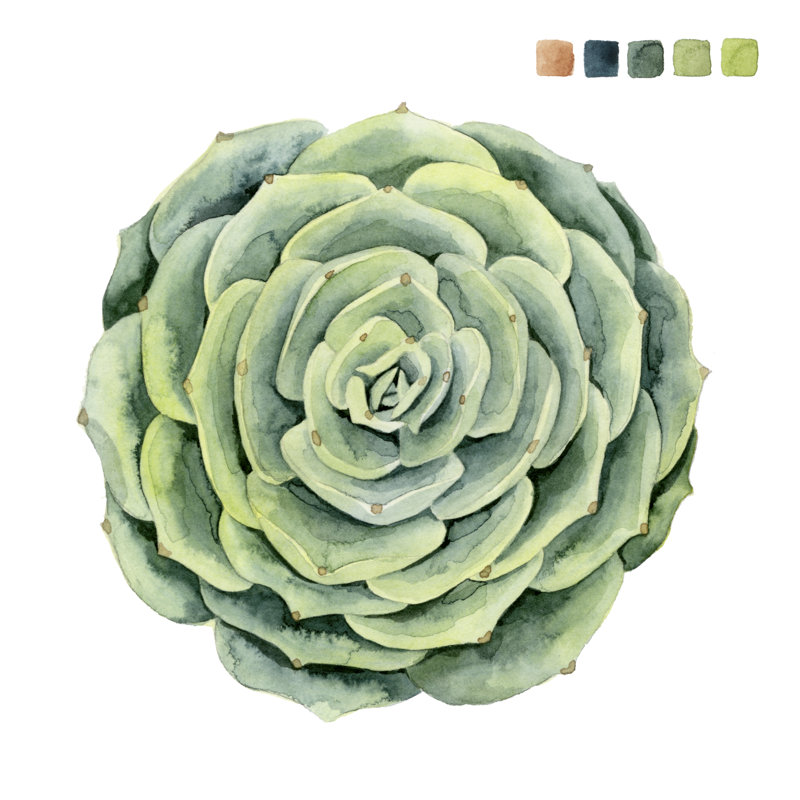 Succulent Swatches IV by Grace Popp - Wrapped Canvas Painting, 51cm H x 51cm W  